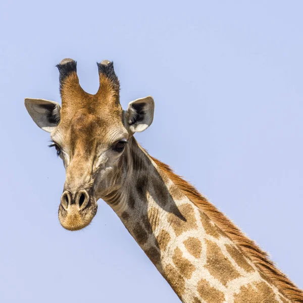 Retrato Una Jirafa Salvaje Haciendo Muecas Kruger Park Sudáfrica — Foto de Stock