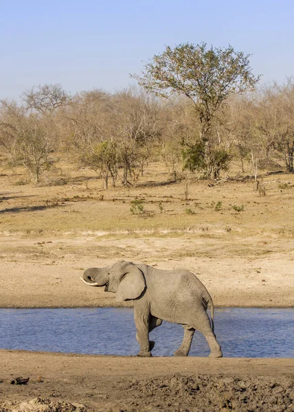 Afrikai Bokor Elefánt Séta Ivás Folyóparton Kruger Park Dél Afrika — Stock Fotó