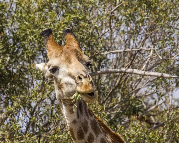 Une Girafe Amusante Qui Mange Des Branches Acacia Grimace Dans — Photo