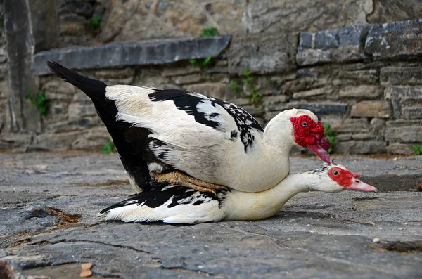 Patos Acasalamento — Fotografia de Stock