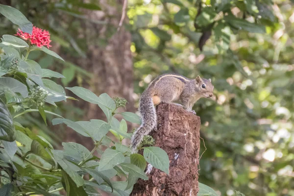 Flora Fauna Sincap Hayvanı Kemirgen Tüylü Sincap — Stok fotoğraf