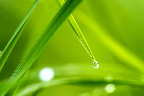 Rumput Dengan Tetesan Embun Tetesan Hujan — Stok Foto