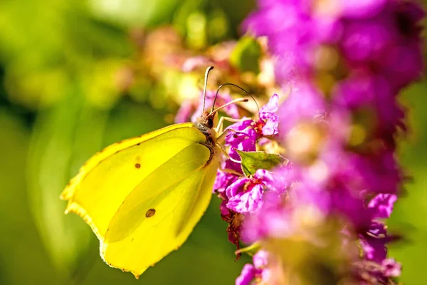 Cytrynowy Motyl Florze Przyrodzie Owadach — Zdjęcie stockowe