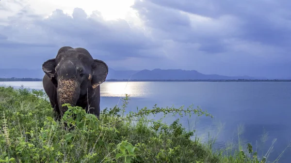 Elephas Maximus Słoń Sri Lance Rezerwat Udawale — Zdjęcie stockowe