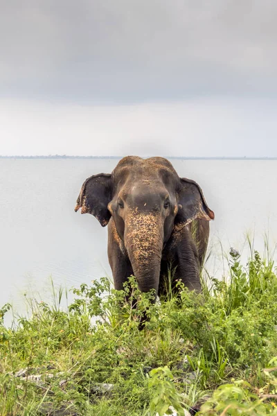 Sri Lankas Vilda Elefant Elephas Maximus Maximus — Stockfoto