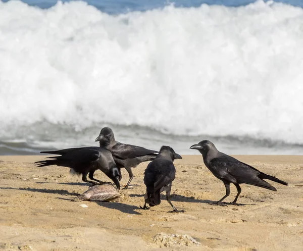 Una Bandada Muchos Cuervos Negros Comiendo Peces Muertos Playa Arugam —  Fotos de Stock