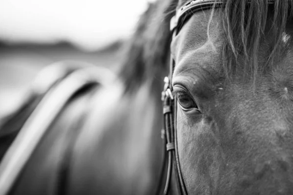 Кінь Дивиться Камеру — стокове фото