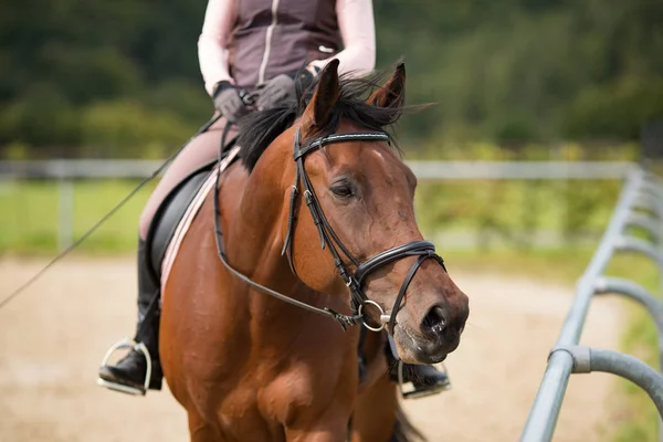 cute horse at wild nature