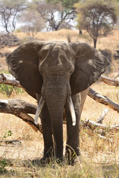 Αφρικανικός Ελέφαντας Ταύρος Στην Τανζανία — Φωτογραφία Αρχείου