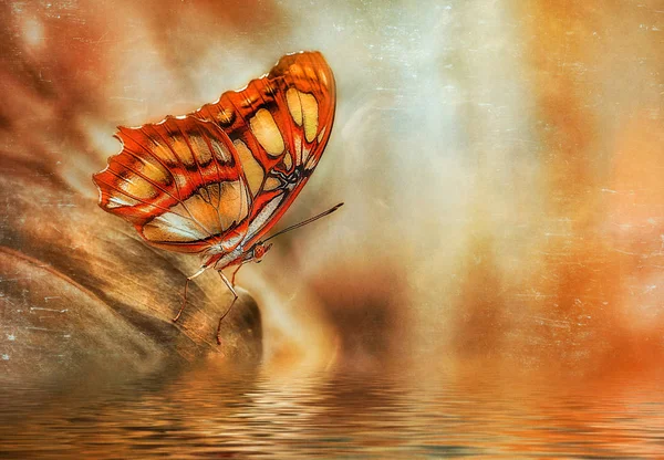 Бабочка Сидит Воды Макрос — стоковое фото