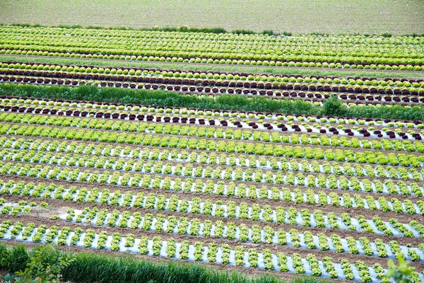 スタイリアでの夏のサラダ畑 — ストック写真