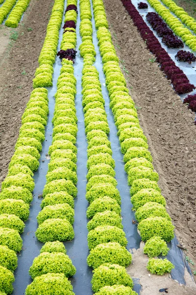 Campo Ensaladas Verano Durante Día Estiria — Foto de Stock