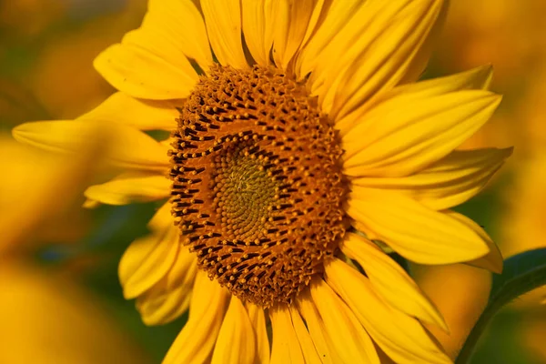 Hübsche Gelbe Sonnenblumen Feld — Stockfoto
