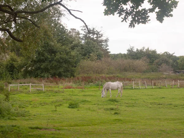 Caballo Blanco Fuera Pastoreo Campo — Foto de Stock