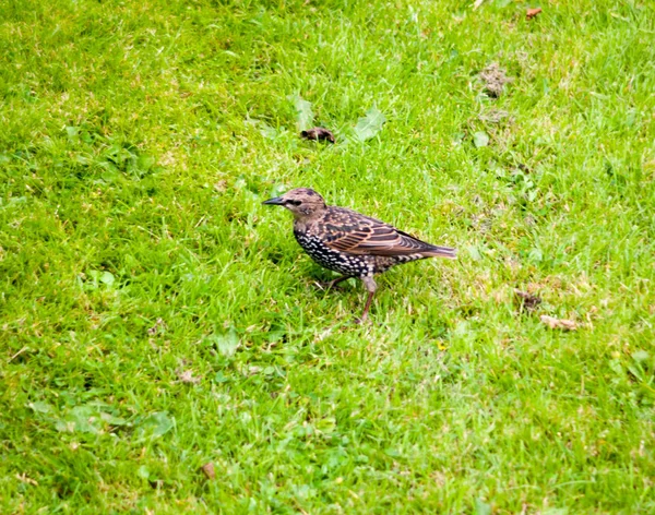 庭で食べる外の草の上のスターリングのクローズアップ — ストック写真