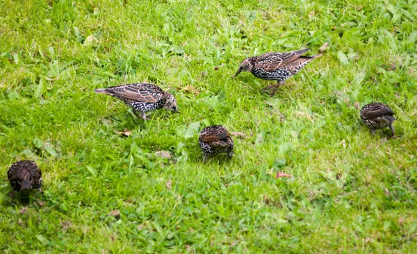 Close Starlings Grass Garden Eating — Stock Photo, Image