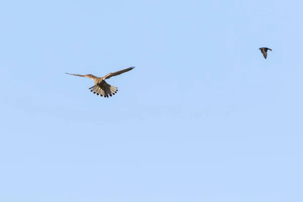 Vue Panoramique Bel Oiseau Crécerelle — Photo