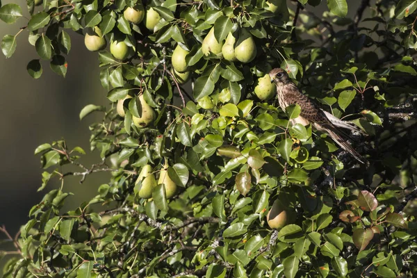 Güzel Kerkenez Kuşunun Manzarası — Stok fotoğraf