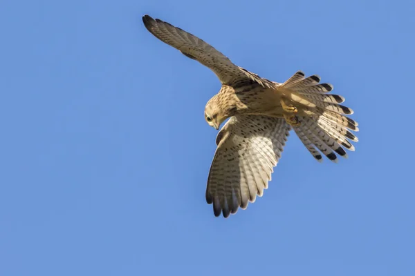 Vista Panorâmica Belo Pássaro Kestrel — Fotografia de Stock