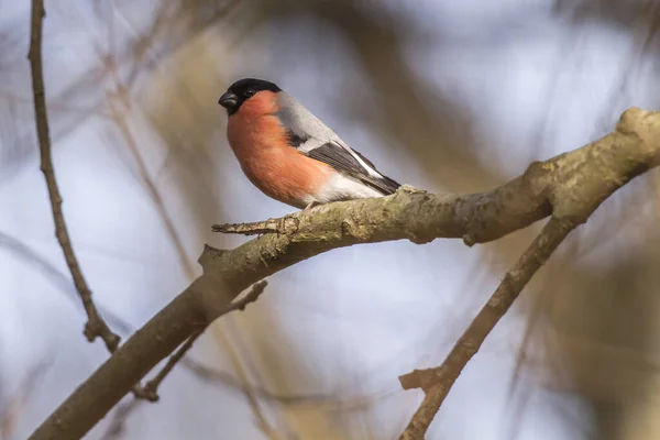 Schilderachtig Uitzicht Bullfinch Wilde Natuur — Stockfoto