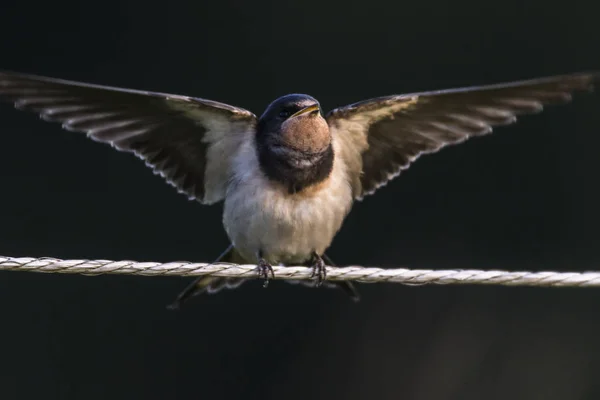 Fienile Inghiottire Ist Seduto Una Recinzione — Foto Stock