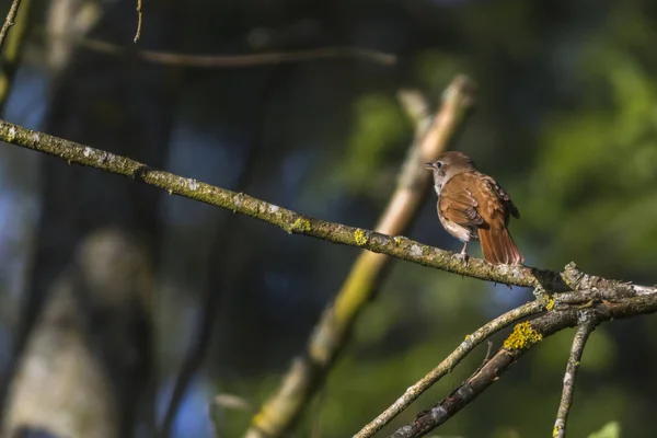 Rossignol Caché Dans Les Branches — Photo