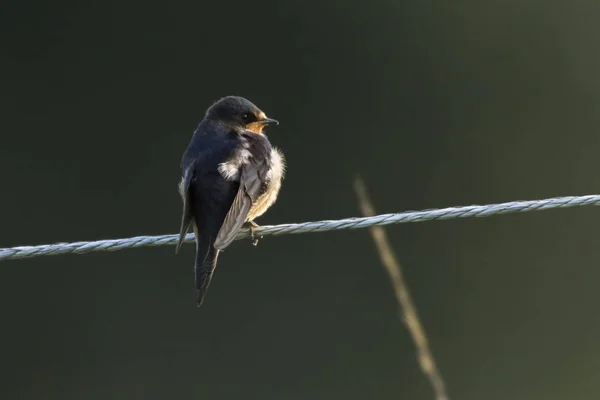 Schilderachtig Uitzicht Prachtige Vogel Natuur — Stockfoto