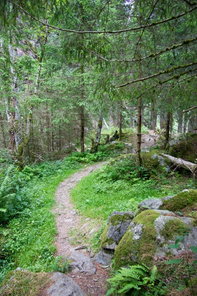 Sentier Dans Une Forêt Styrie Pendant Journée — Photo