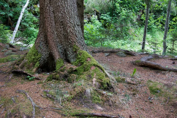 Träd Med Tjock Trädstam Skog Styria Dagen — Stockfoto