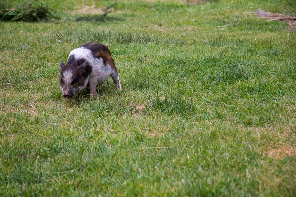 Cerdito Come Hierba Prado Verde Estiria Día — Foto de Stock