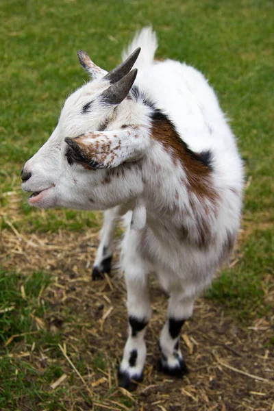 Small Goat Green Meadow Styria Day — Stock Photo, Image