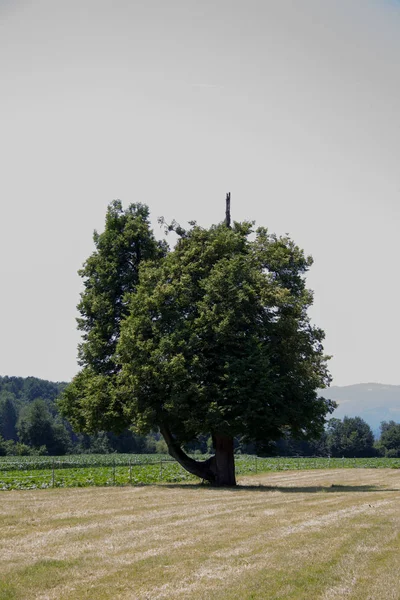 Μονό Δέντρο Ένα Λιβάδι Στη Στυρία Κατά Διάρκεια Της Ημέρας — Φωτογραφία Αρχείου