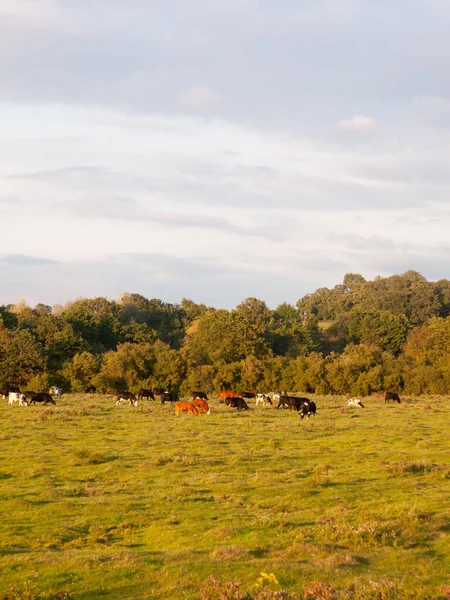 美丽的夕阳西下 绿油油的乡村景色闪烁着树木 农场奶牛在远处放牧 — 图库照片