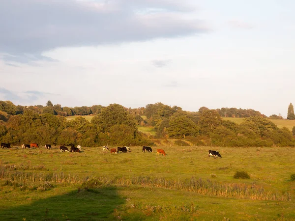 Hermoso Atardecer Iluminado Campo Verde Escena Tierra Con Árboles Con — Foto de Stock