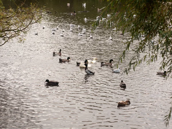 Uma Lagoa Piscina Abaixo Cheia Patos País — Fotografia de Stock