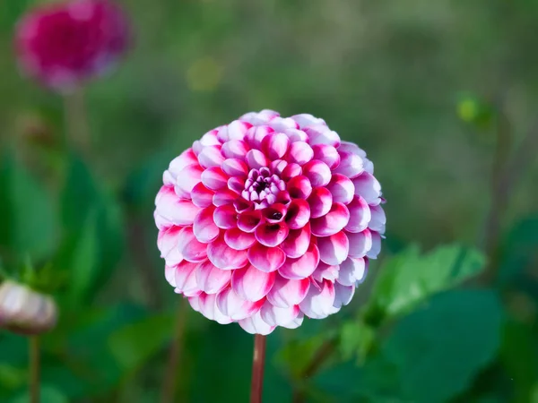 Close Pink White Zinnia Garden Flower — Stock Photo, Image
