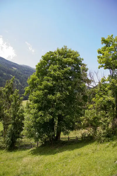 日中はスタイリアの草原や森の風景 — ストック写真