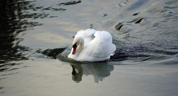 Picture Shows Proud Swan — Stock Photo, Image