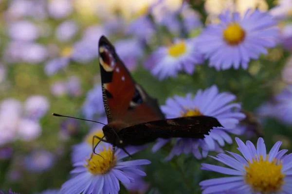 Immagine Mostra Una Farfalla Pavone Fiori Viola — Foto Stock