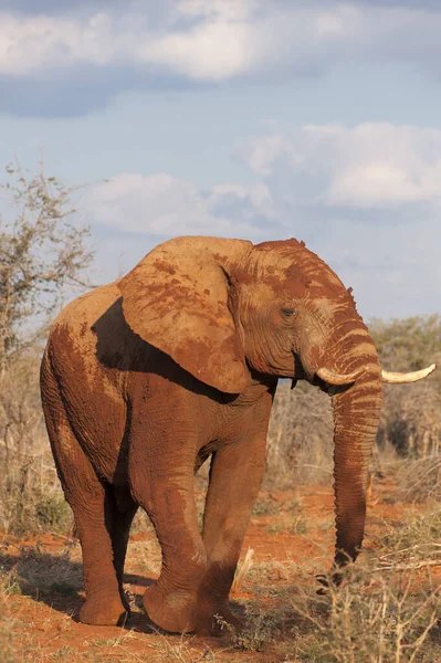 Savannah Fili Doğa Hayvanı Fauna Memelisi — Stok fotoğraf