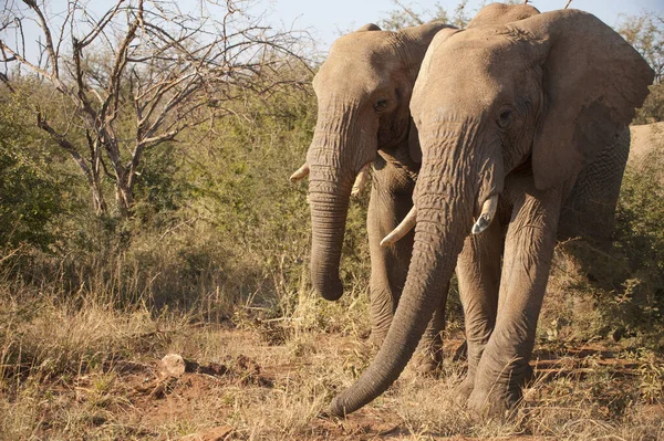 Dos Elefantes Paseando Por Los Arbustos Sudáfrica — Foto de Stock