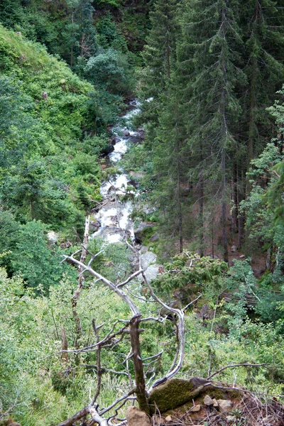 Rivière Dans Une Forêt Styrie Jour — Photo