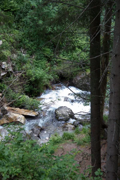 Rio Uma Floresta Styria Dia — Fotografia de Stock