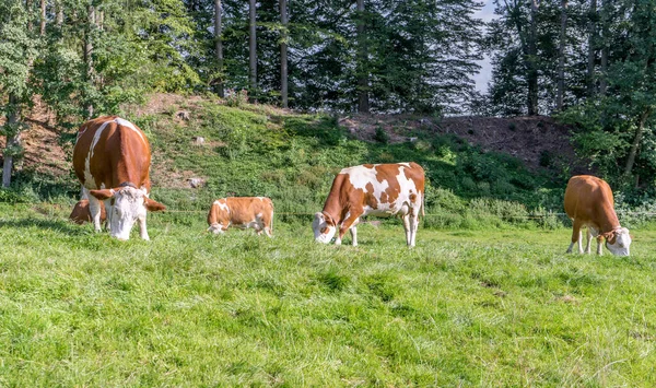 Brown White Cows Pasture — Stock Photo, Image