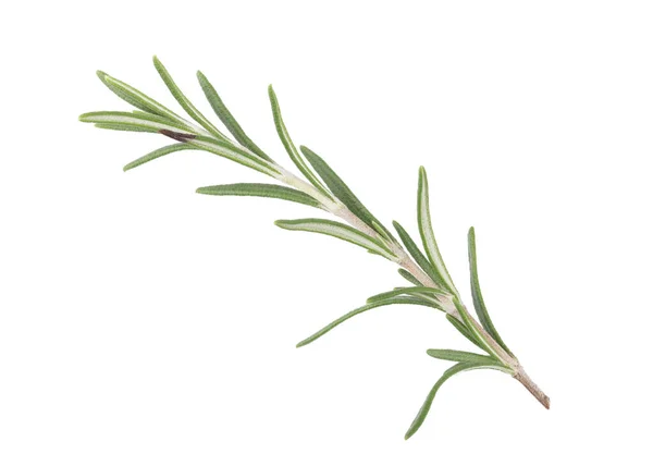 Perfect Rosemary Isolated White Background Full Depth Field Clipping Path — Stock Photo, Image