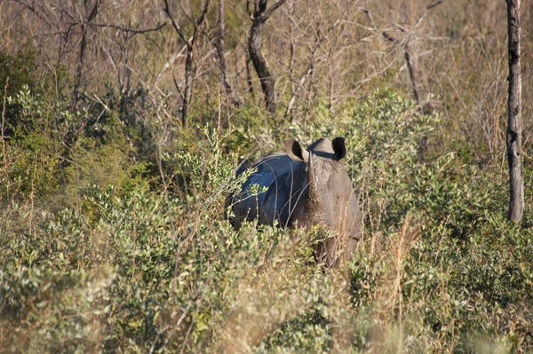 Neushoorndieren Het Wild Flora Fauna — Stockfoto