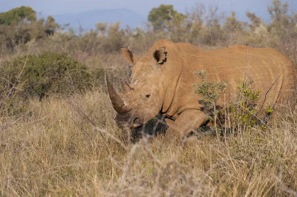 Animali Rinoceronti Fauna Flora Fauna Selvatiche — Foto Stock