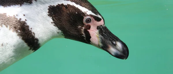 Profilo Pinguino Sott Acqua — Foto Stock