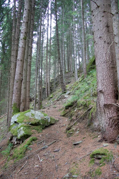 Big Rocks Forest Styria Day — Stock Photo, Image