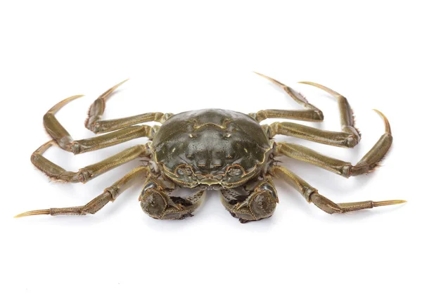 Perfect Crab Isolated White Background — Stock Photo, Image